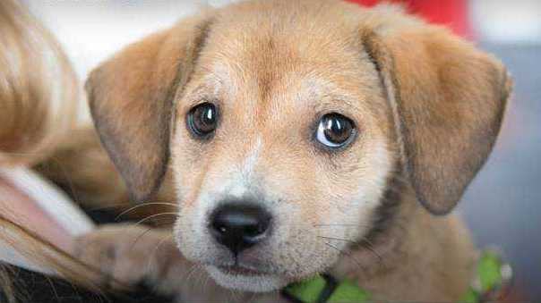 Paws in the Park to bring out thousands to support animal shelters - Vimarsana News