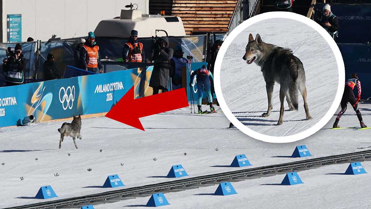 Watch: Dog crashes Olympic cross-country race, sprints fur the gold