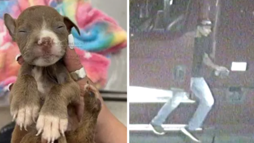 Brattleboro police searching for driver who abandoned puppy in dumpster