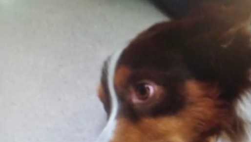 Homeless man accused of throwing dog into traffic twice