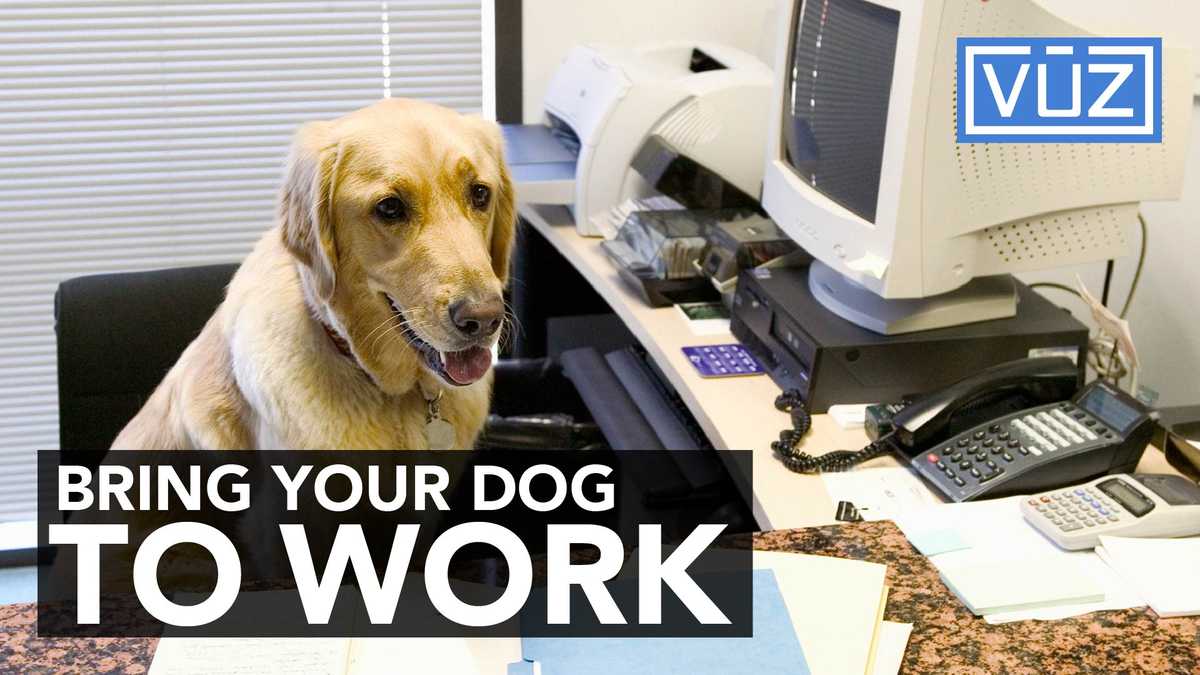 Is Your Workplace PetFriendly?