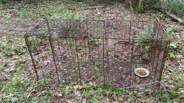 Traps set after dog attack temporarily closes state forest in South Carolina