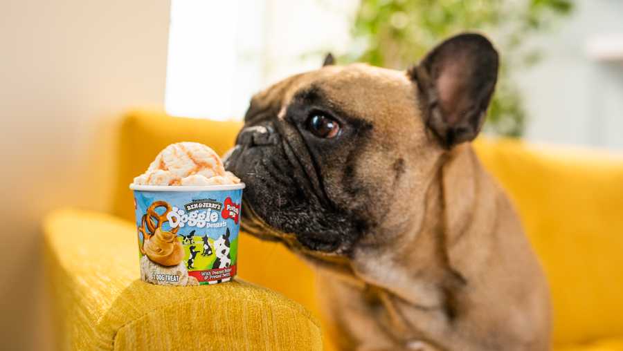 For the first time in the brand's history, Ben & Jerry's is now selling non-dairy frozen treats called "Doggie Desserts" in supermarkets and pet stores.