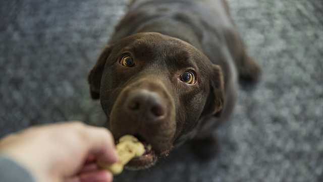Vermont Dog Eats to open bake shop in Montpelier - Vimarsana News