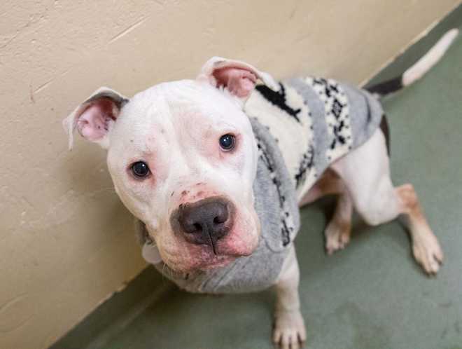 Two emaciated dogs found abandoned in Avon park