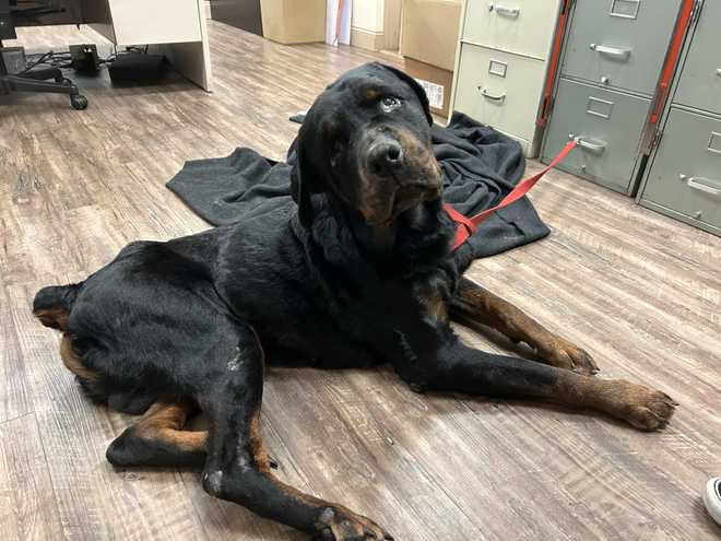 Rottweiler rescatado de un río helado