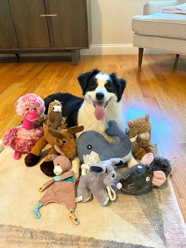 https://kubrick.htvapps.com/htv-prod-media.s3.amazonaws.com/images/dog1-6960963fed343.jpg
