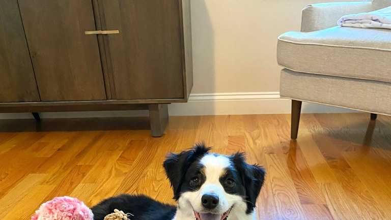 Some dogs can expand their vocabulary by eavesdropping on their owners