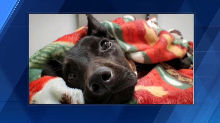 man cited for felony animal abuse in fremont