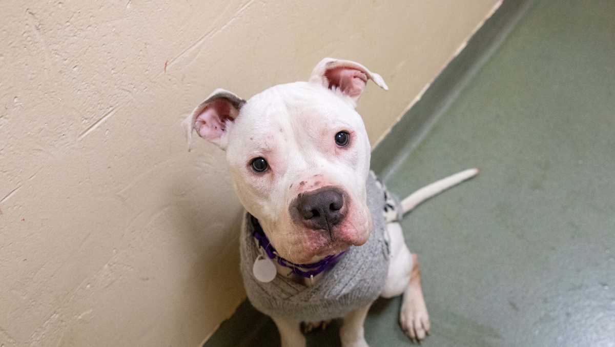 Two emaciated dogs found abandoned in Avon park