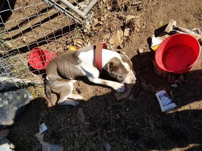 1 Dog Dead 2 Recovering After Felony Animal Abuse In Lexington 2 Charged