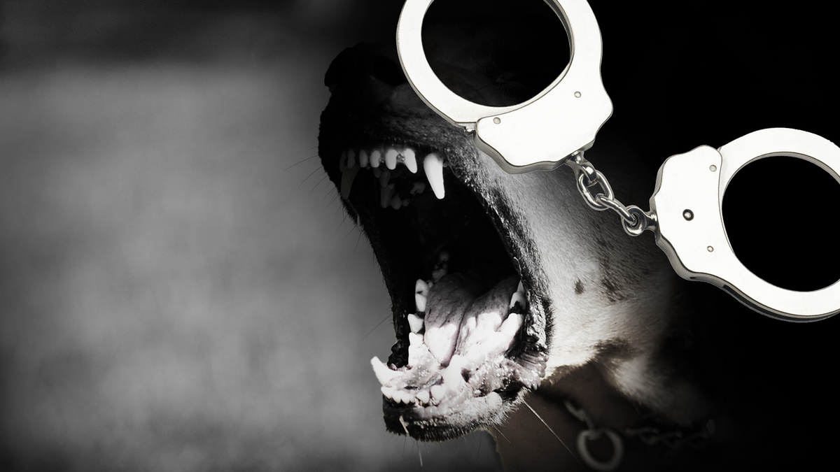 South Carolina agents rescue 47 dogs from suspected dogfighting operation; 4 suspects charged