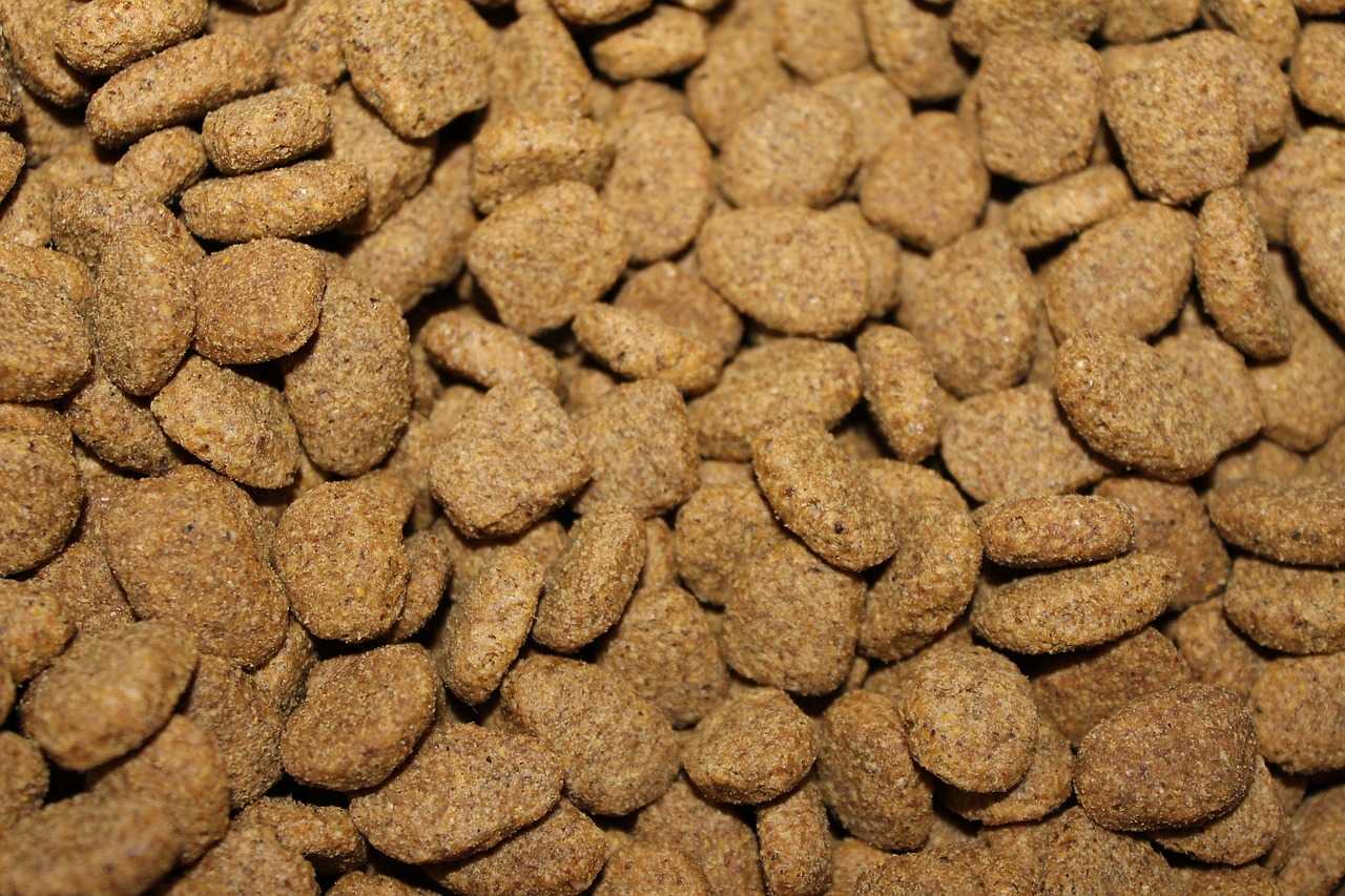 dog food types