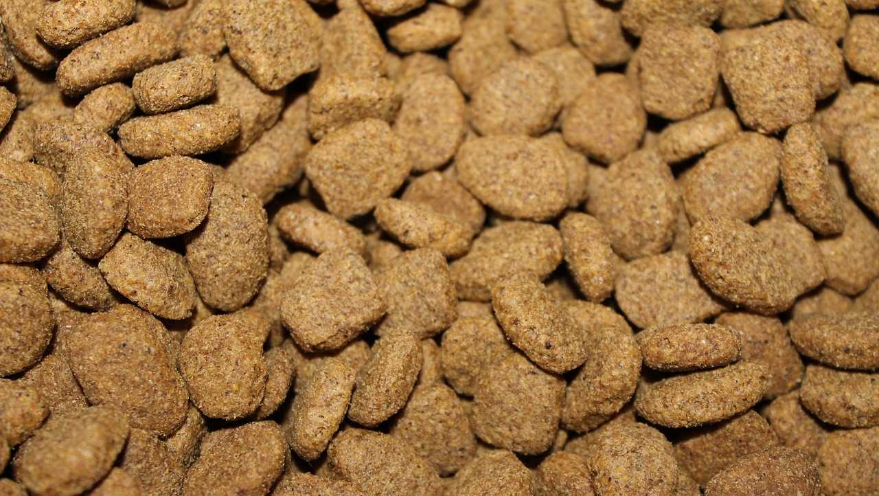 what dry dog foods are on recall