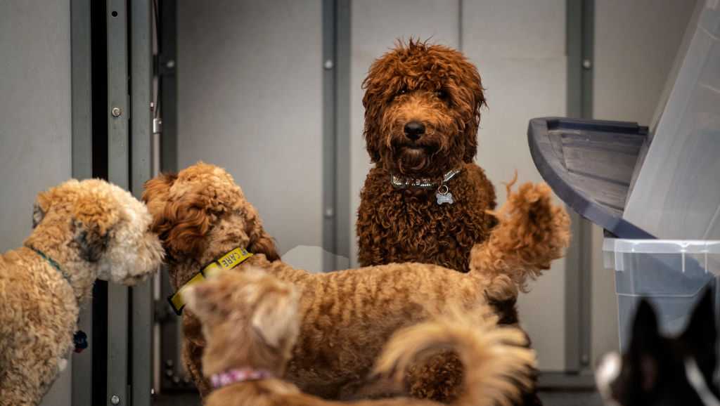 News We Love: Students help rebuild dog day care after fire