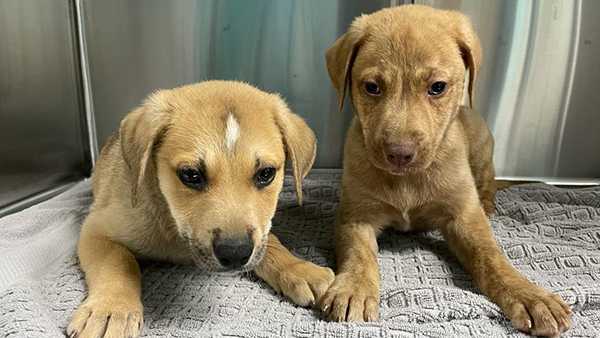 dogs and puppies for adoption near me