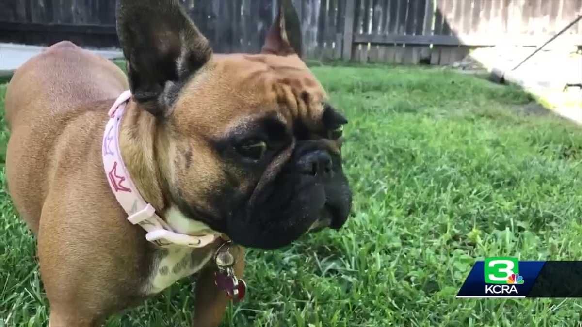 Bradshaw Animal Shelter launches pet reunification campaign