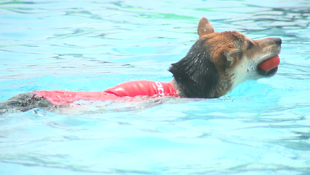 Dogs have their day at city's swimming pools - Vimarsana News