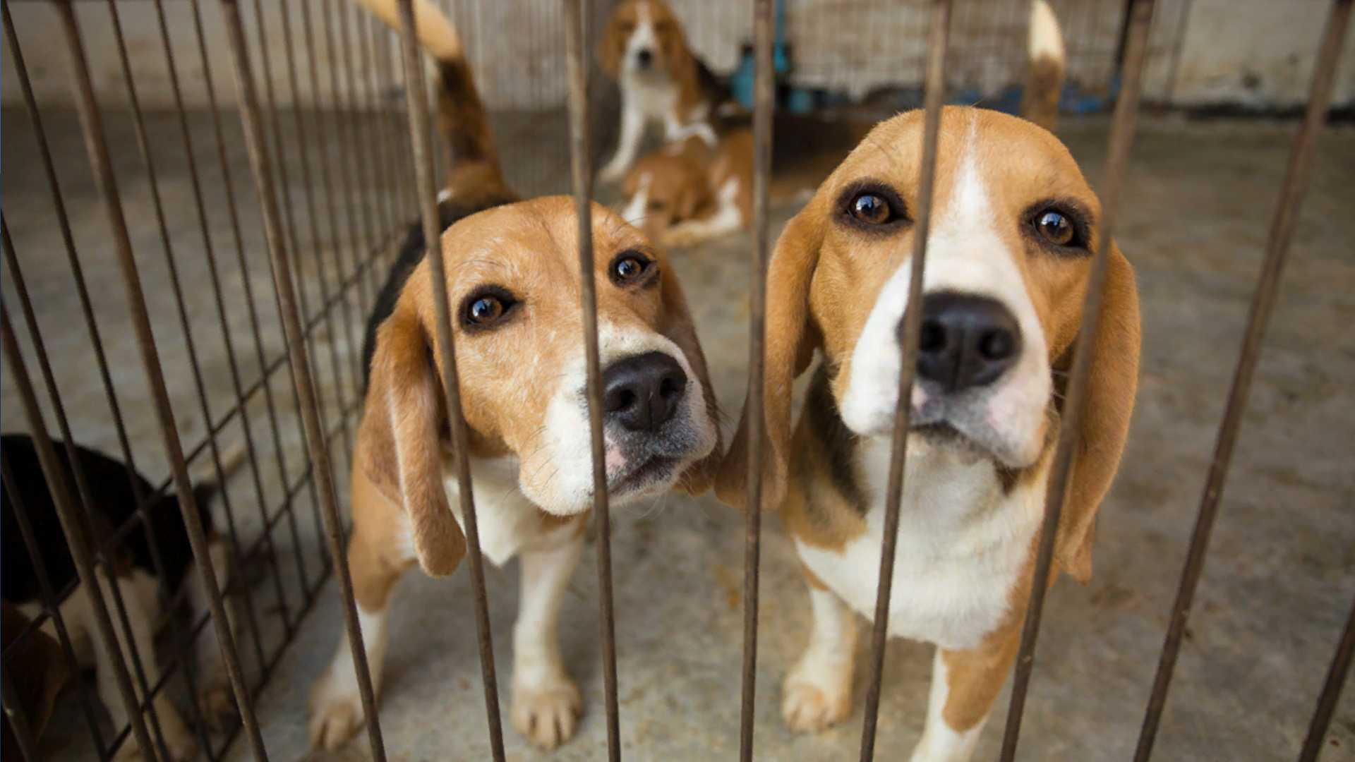 North Carolina: Animal Shelter Support Fund grants awarded to nine shelters, including two in the Triad - Vimarsana News