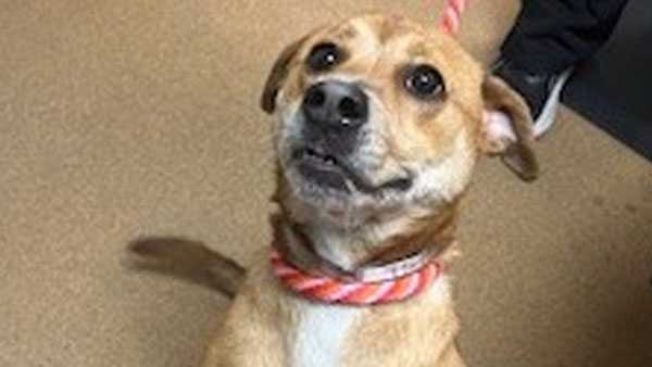 Kentucky Humane Society waiving adoption fees for dogs 6 months and older