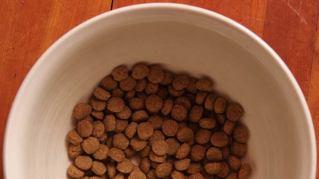 11 Ways you might be shortening your dog's life