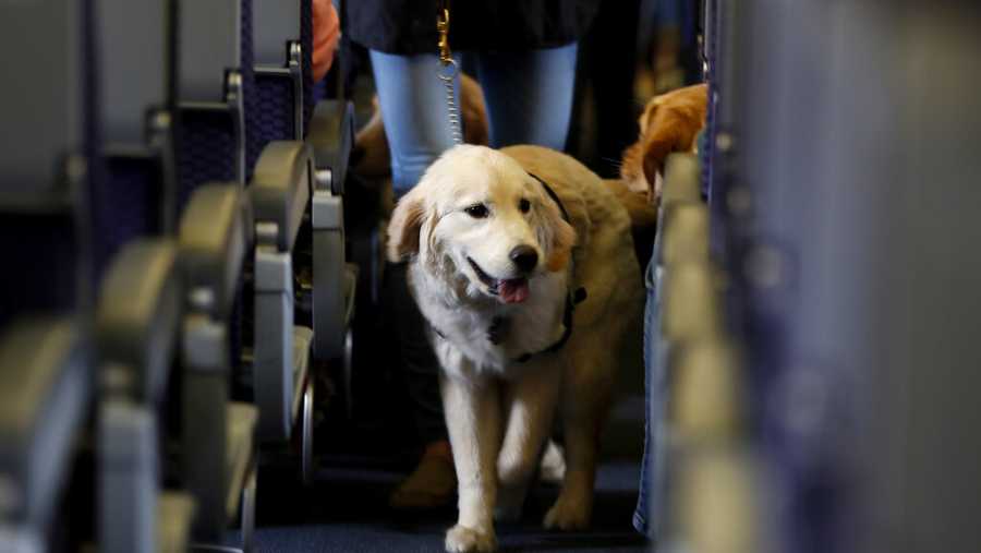 In this April 1, 2017 file photo, a service dog strolls through the isle inside a plane at Newark Liberty International Airport while taking part in a training exercise in Newark, N.J. (AP Photo/Julio Cortez, File)