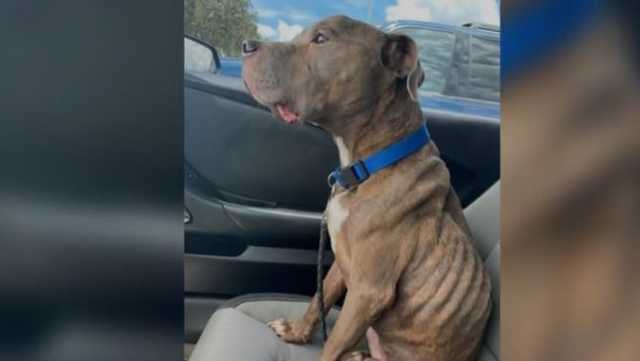 Florida woman reunites with missing dog after 8 years - Vimarsana News