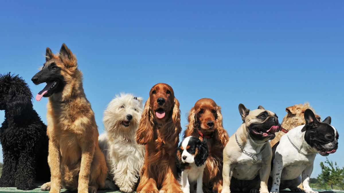 Several dogs in Houlton, Maine test positive for deadly virus