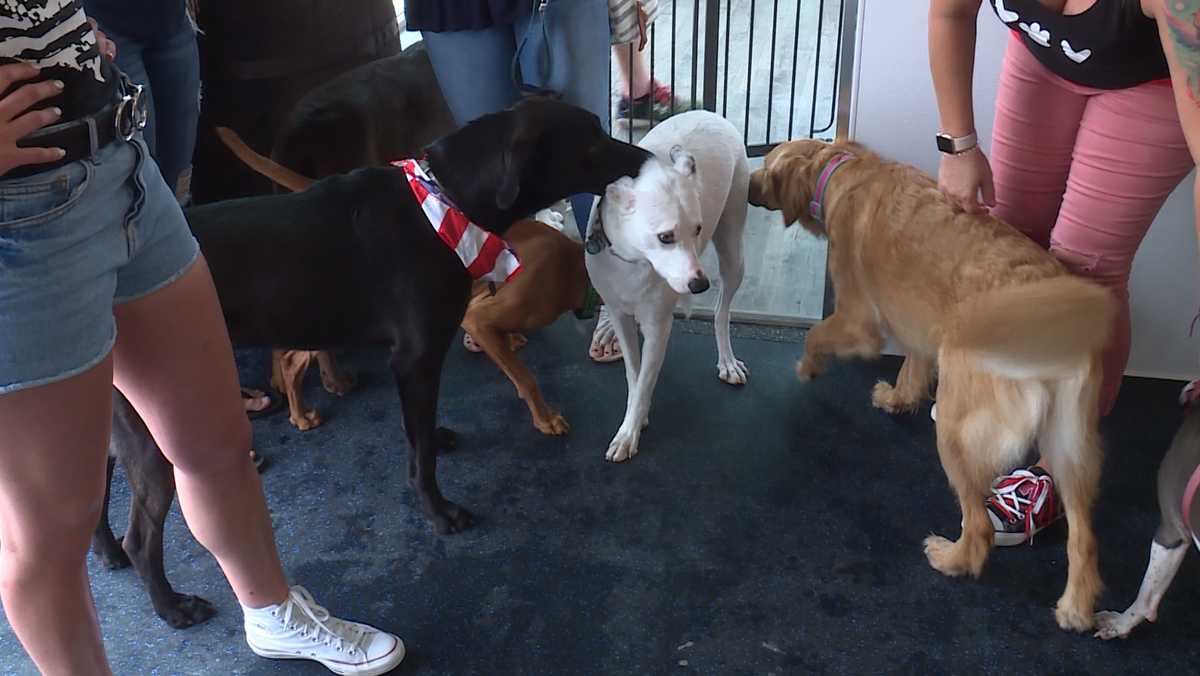 Nebraska's first dog bar opens in Omaha where the patrons are puppies