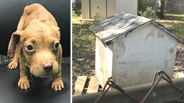 Dead dog, malnourished puppies found in Louisville backyard