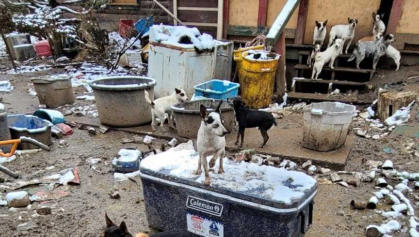 Meade County-based rescue team retrieves over 200 neglected dogs from Tennessee property Meade County-based rescue team retrieves over 200 neglected dogs from Tennessee property