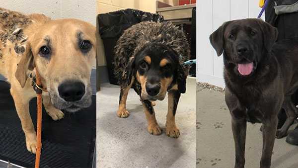 Louisville woman charged after 8 dogs found living alone among their feces - Vimarsana News