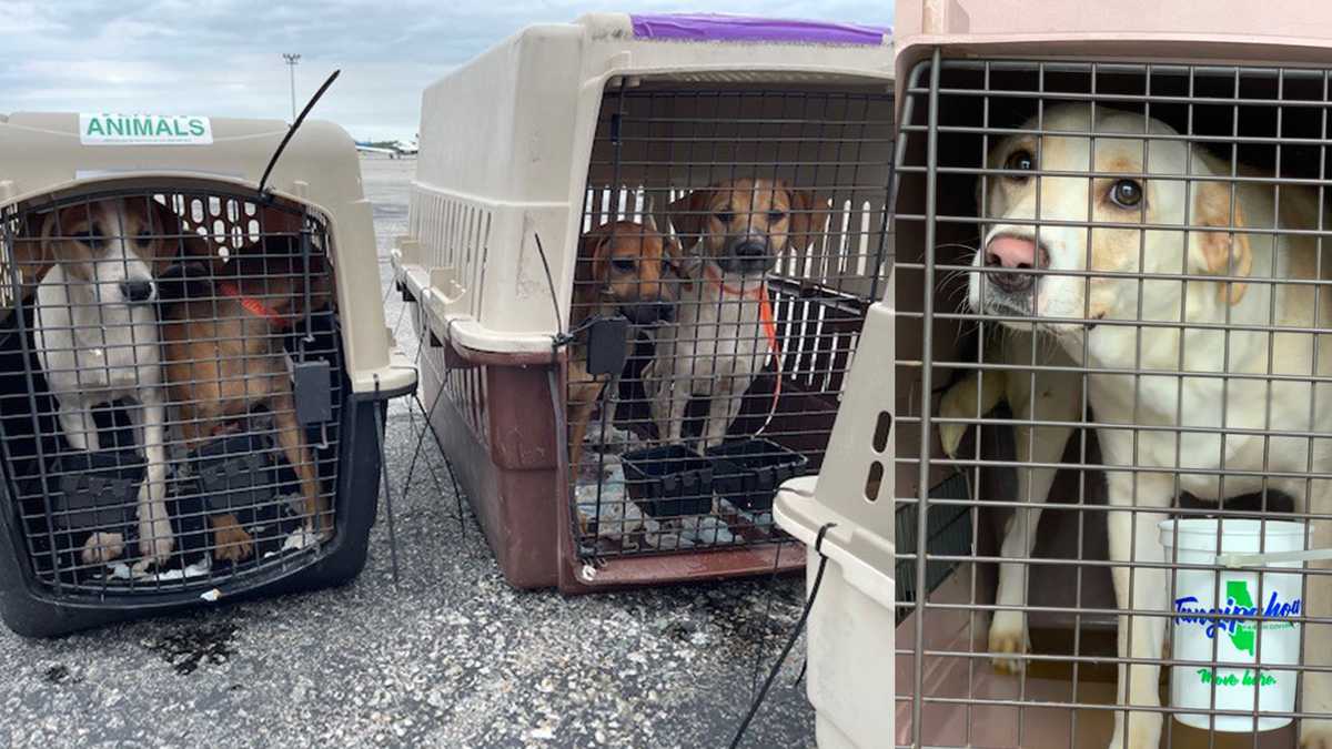 Mass To Host Adoption For Dozens Of Animals Rescued From Ida
