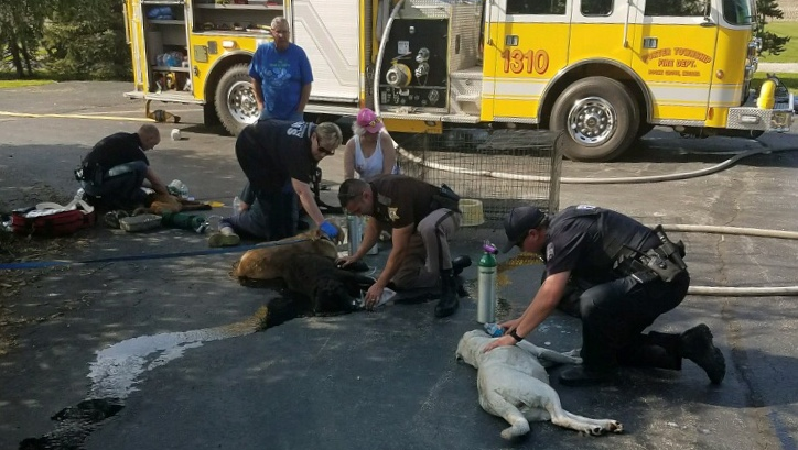 Authorities helped rescue dogs from a burning garage