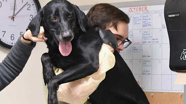 MDSPCA takes in 20 dogs displaced from Puerto Rico