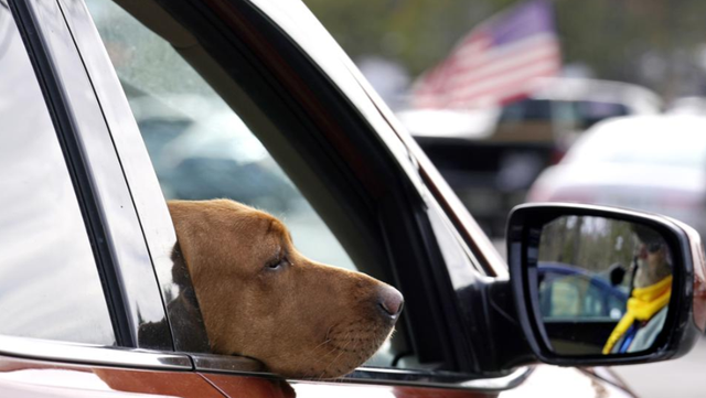 Drive Free or Die? NH considers restricting pets in cars - Vimarsana News