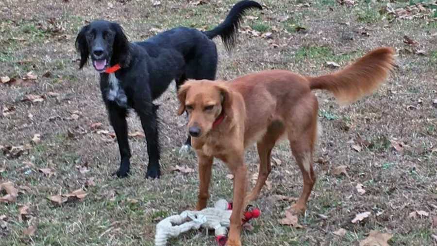 Bo and Gracie, killed by pack of dogs