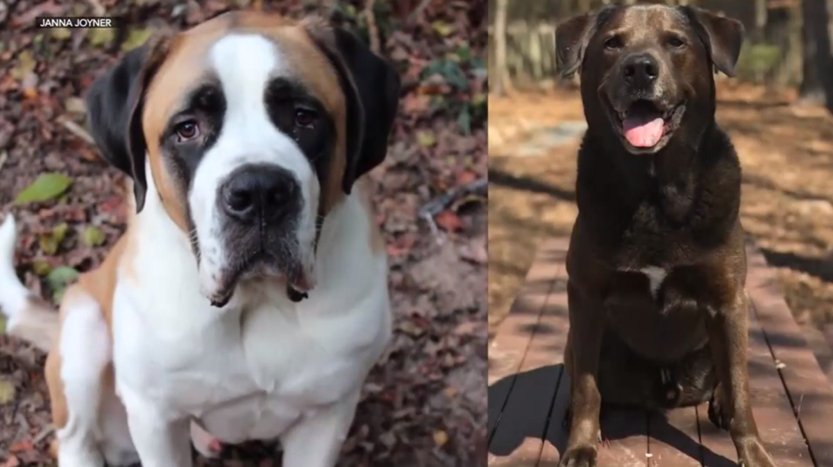 Two dogs found dead after eating poisonous mushrooms from owner's yard