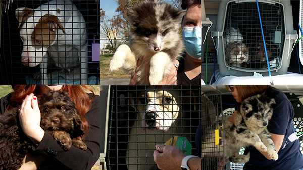 15 dogs rescued from cruelty, neglect situations taken in by Kentucky ...