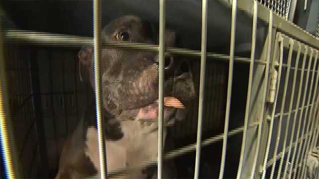 Volunteers help rescue animals left behind during Hurricane Irma