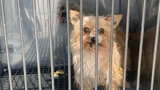 PSPCA removes 100 animals from Lancaster County property - Vimarsana News