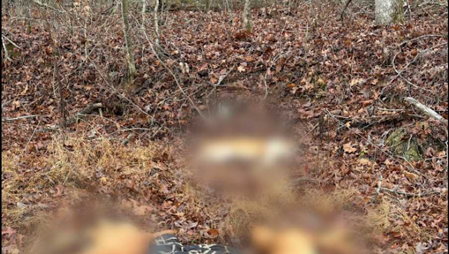 3 dogs found shot to death along Greenville County road