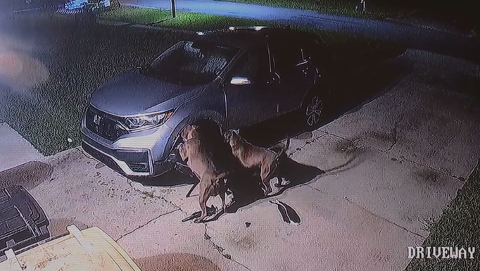 Shocking video shows dogs tear car apart in Florida driveway while trying to get to cat