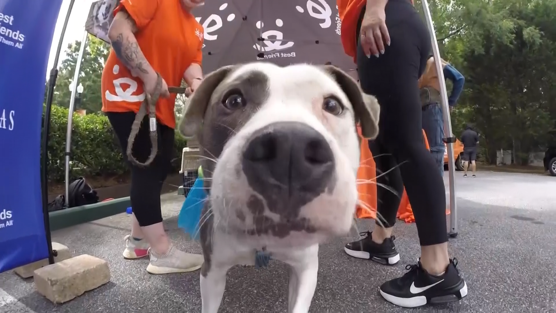 Tips from a vet to keep pets safe for 4th of July - Vimarsana News