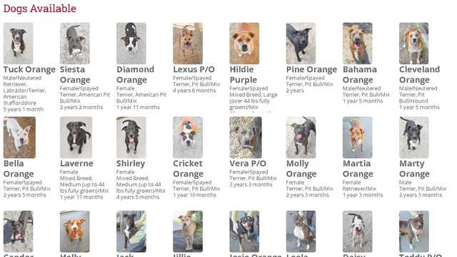 Dogs desperately need home for holidays - Vimarsana News