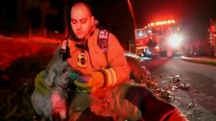 Gracie saves the day: Man escapes burning home after pet poodle wakes him