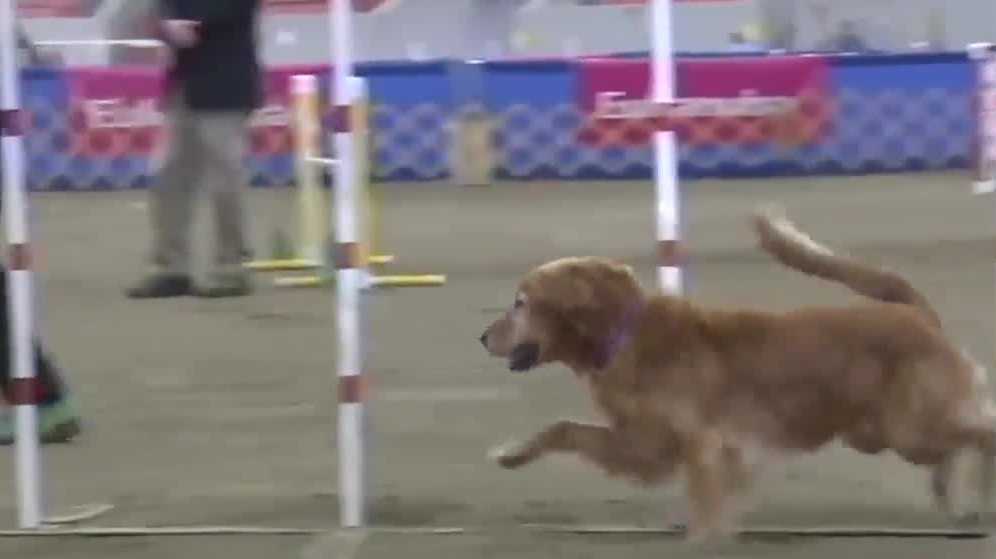 MidKentucky and Louisville Kennel Club holding large dog show open for