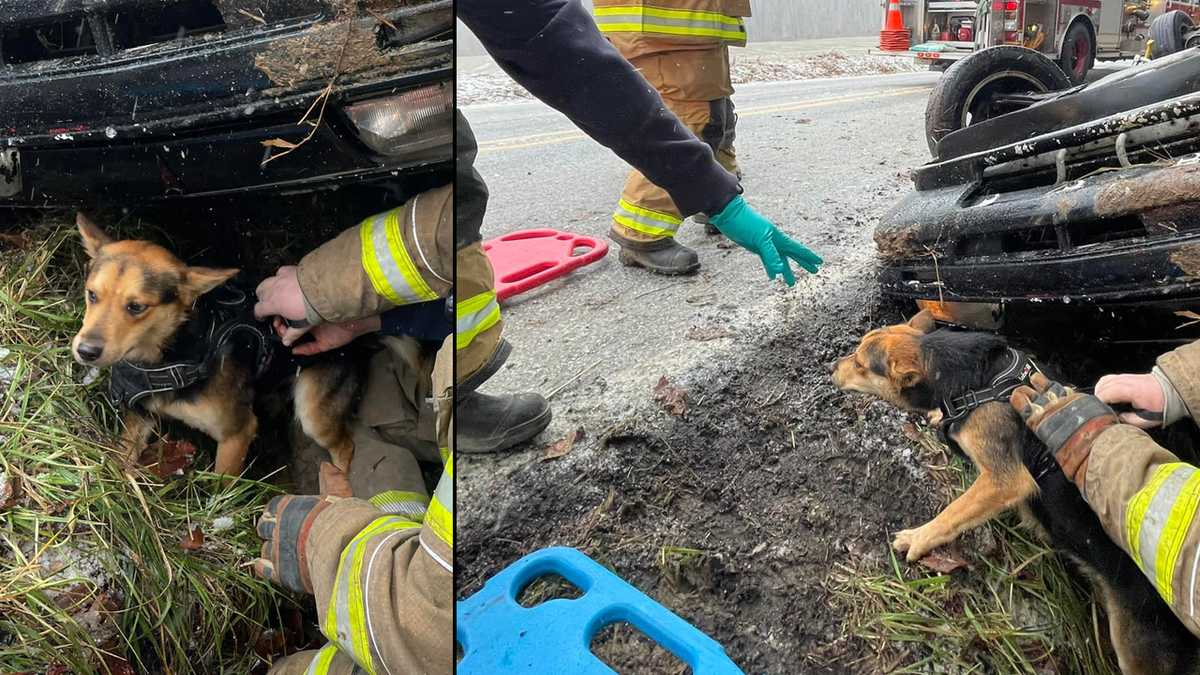 Woman, 2 dogs rescued from overturned car in Indiana