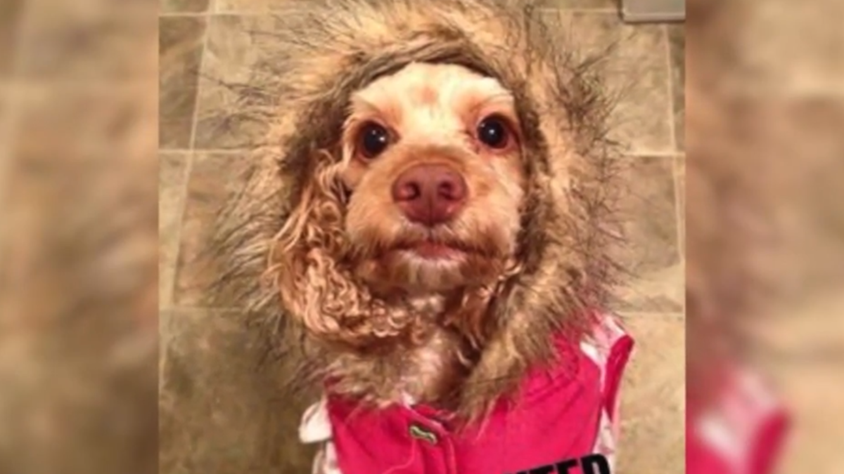 Report Owner finds dog tortured, stabbed 15 times with screwdriver