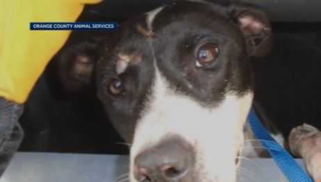 Dog found trapped in Orlando trash can
